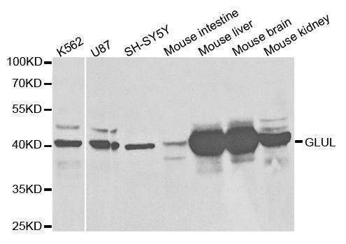 Anti-GLUL Antibody