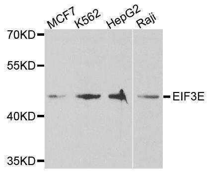 Anti-EIF3E Antibody