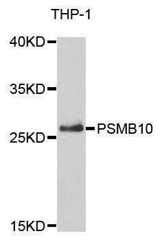 Anti-PSMB10 Antibody