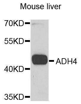Anti-ADH4 Antibody