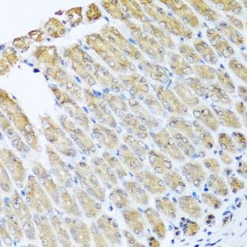 Anti-GFER Antibody