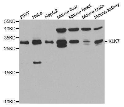 Anti-KLK7 Antibody