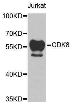 Anti-CDK8 Antibody