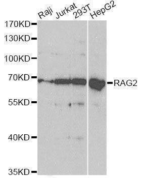 Anti-RAG2 Antibody