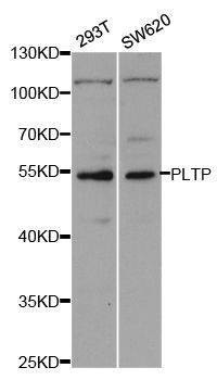 Anti-PLTP Antibody