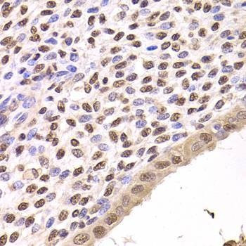 Anti-FKBP4 Antibody