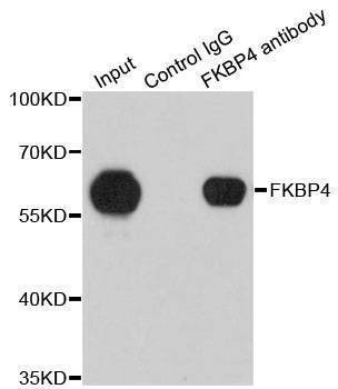 Anti-FKBP4 Antibody