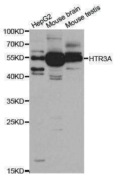 Anti-HTR3A Antibody
