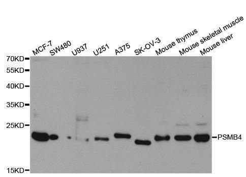 Anti-PSMB4 Antibody