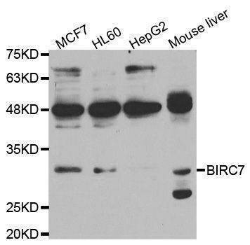 Anti-BIRC7 Antibody