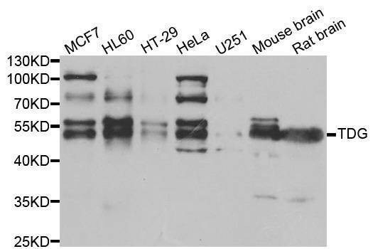 Anti-TDG Antibody