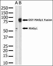 Anti-PIASy (N-term) Antibody