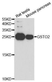 Anti-GSTO2 Antibody