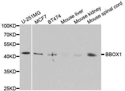 Anti-BBOX1 Antibody