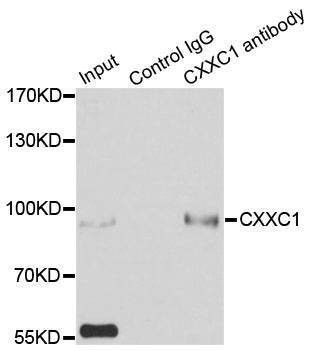 Anti-CXXC1 Antibody