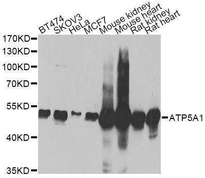 Anti-ATP5A1 Antibody