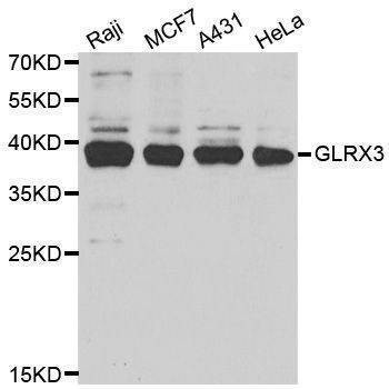 Anti-GLRX3 Antibody