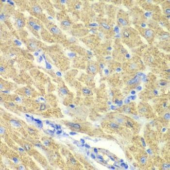 Anti-GLRX3 Antibody