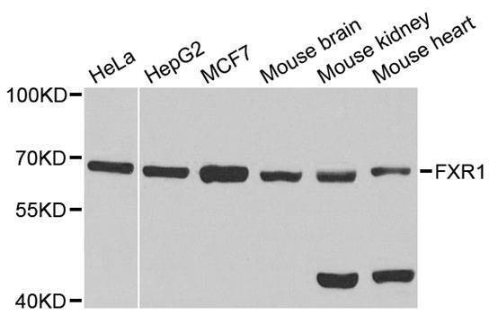 Anti-FXR1 Antibody