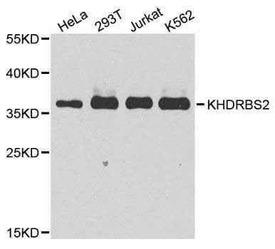 Anti-KHDRBS2 Antibody