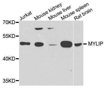 Anti-MYLIP Antibody