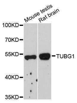 Anti-TUBG1 Antibody
