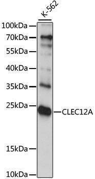 Anti-CLEC12A Antibody