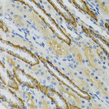 Anti-COG2 Antibody