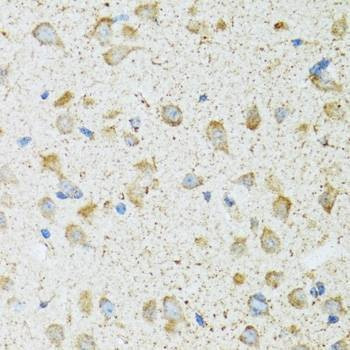 Anti-COG2 Antibody