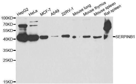 Anti-SERPINB1 Antibody
