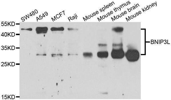 Anti-BNIP3L Antibody