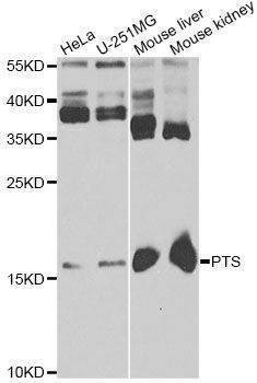 Anti-PTS Antibody
