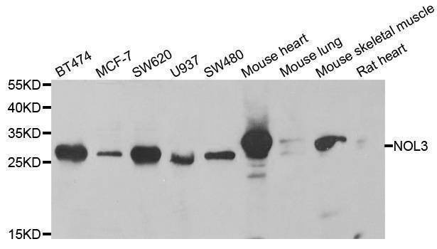 Anti-NOL3 Antibody