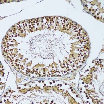 Anti-NOL3 Antibody