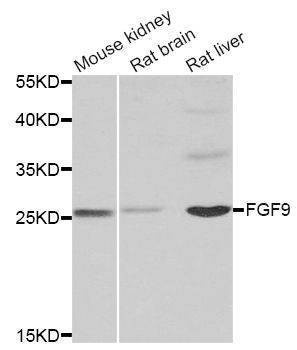 Anti-FGF9 Antibody
