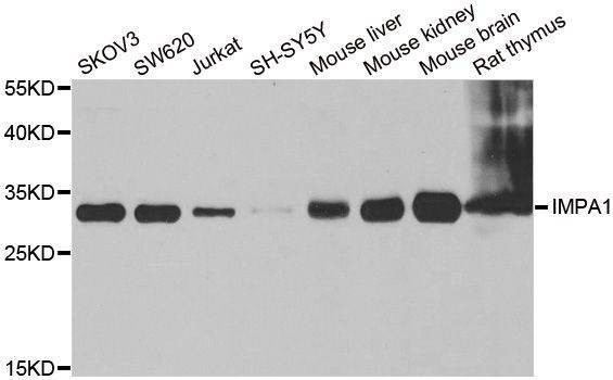 Anti-IMPA1 Antibody