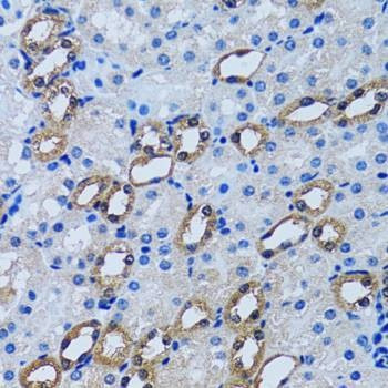 Anti-IMPA1 Antibody