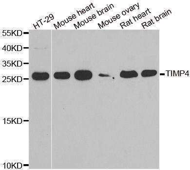 Anti-TIMP4 Antibody