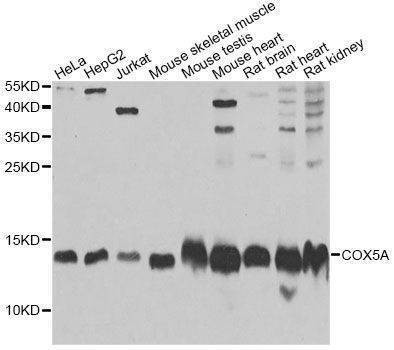 Anti-COX5A Antibody