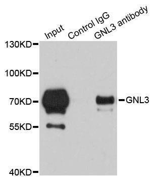Anti-GNL3 Antibody