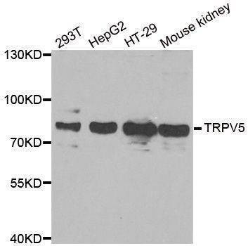 Anti-TRPV5 Antibody