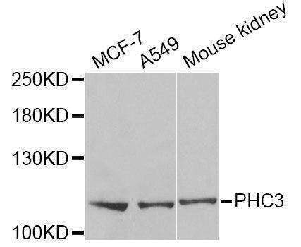 Anti-PHC3 Antibody