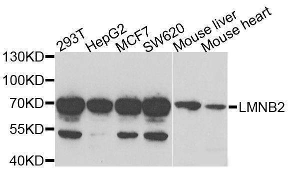 Anti-LMNB2 Antibody