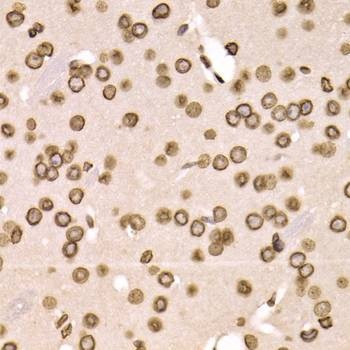 Anti-LMNB2 Antibody