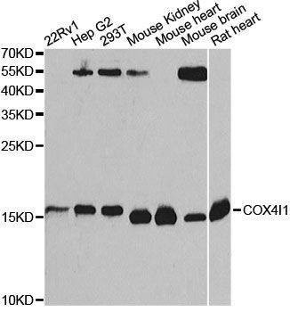 Anti-COX4I1 Antibody