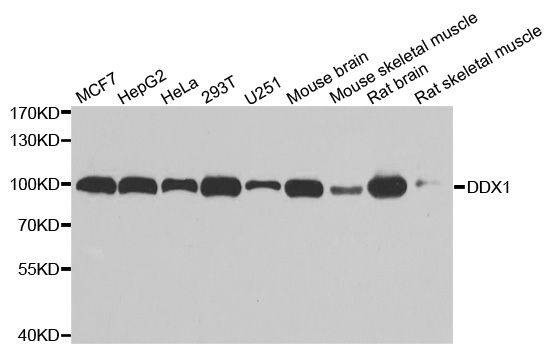 Anti-DDX1 Antibody