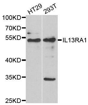 Anti-IL13RA1 Antibody