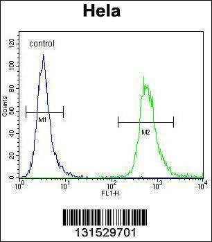 Anti-WDR3 (N-term) Antibody