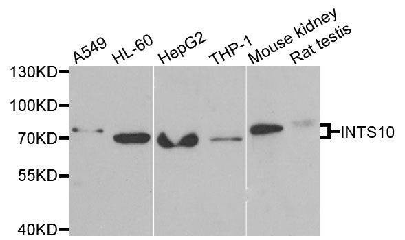 Anti-INTS10 Antibody