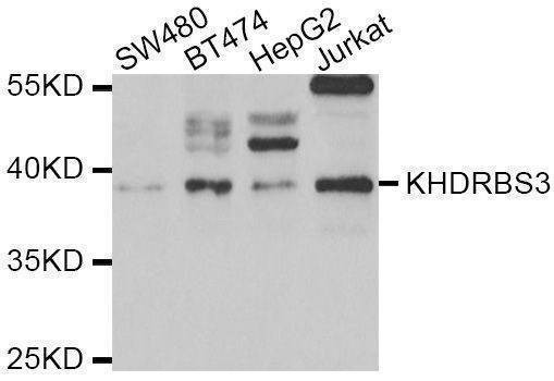 Anti-KHDRBS3 Antibody